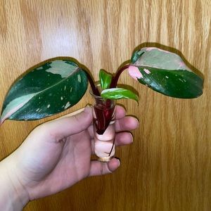 Pink Princess Philodendron